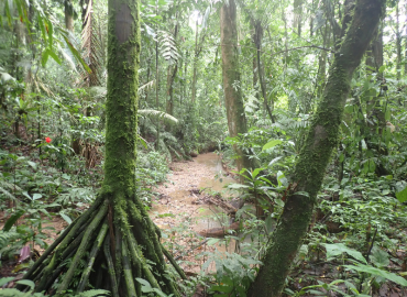 Trees in the Amazon rain forest. 